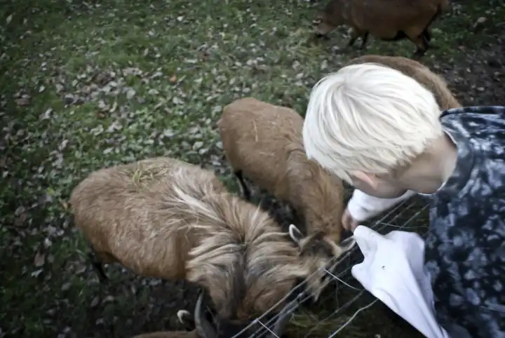 Boy feeds Goats