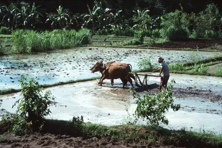 Agriculture in Indonesia