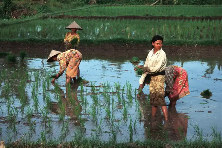 Indonesische Frauen beim Reispflanzen auf Lombok