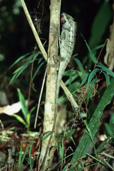 Chameleon im Dschungel von Thailand