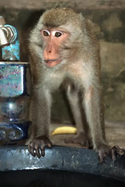 Makkaken monkey in Thailand