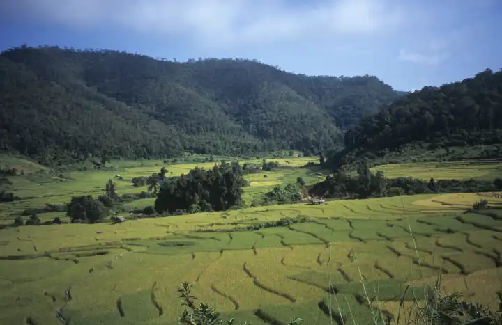 Reisfeld in Asien