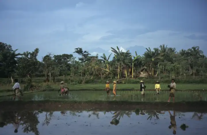 Reispflanzen auf Lombok, Asien