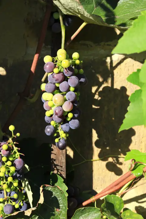 Picturesque grapes