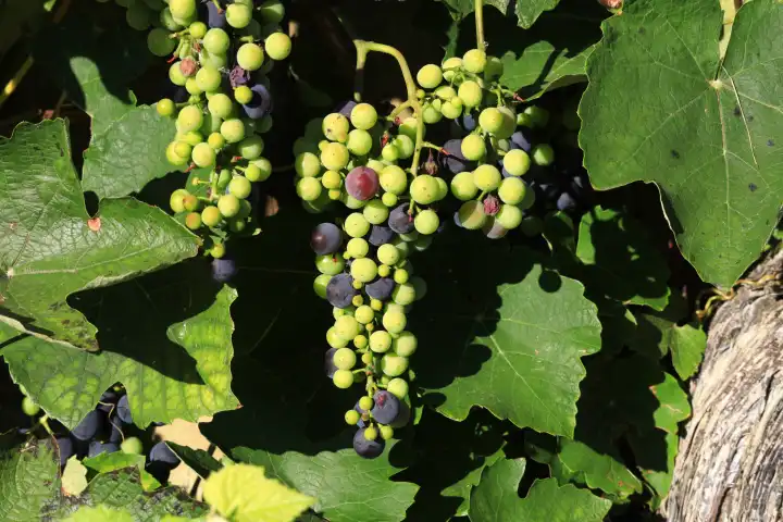 Malerische Weintrauben