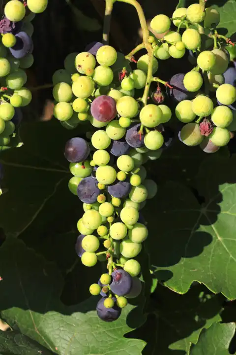 Malerische Weintrauben