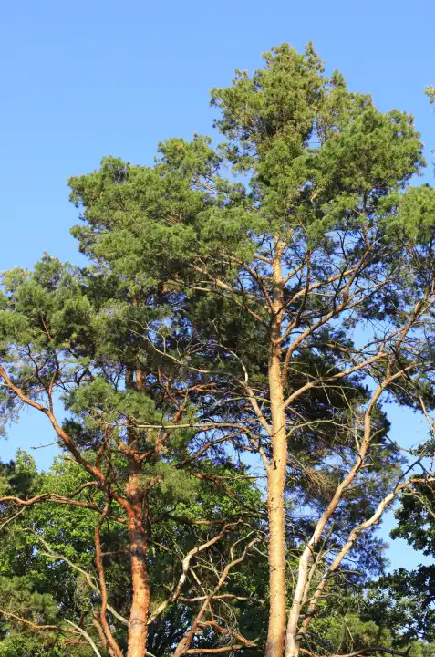 Picturesque pines