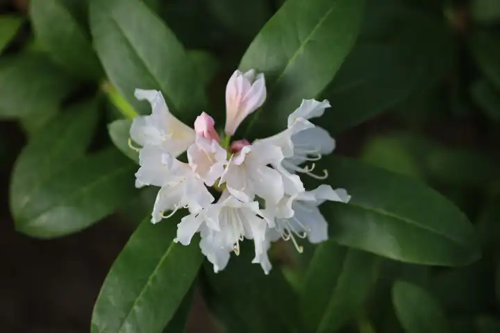 Rhododendron blossom