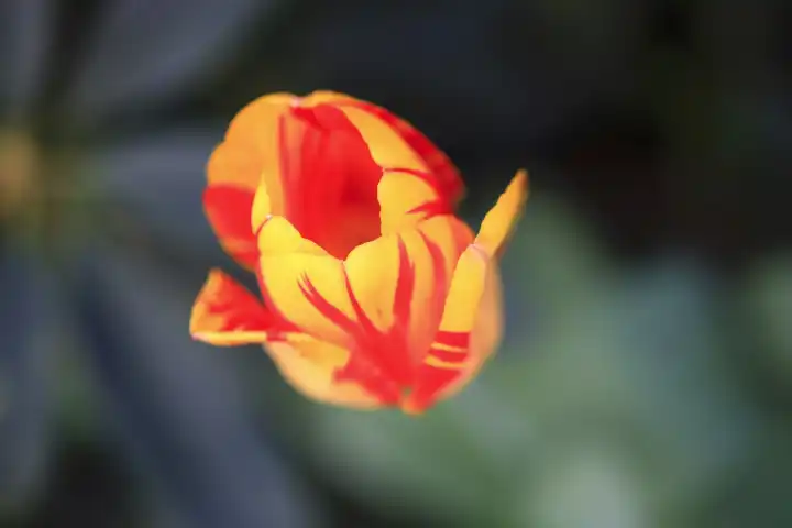 Picturesque tulip blossom