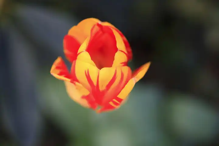 Picturesque tulip blossom