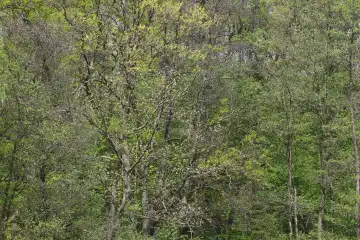Frühlingserwachen im Wald