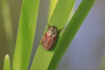 Magnificent cockchafer