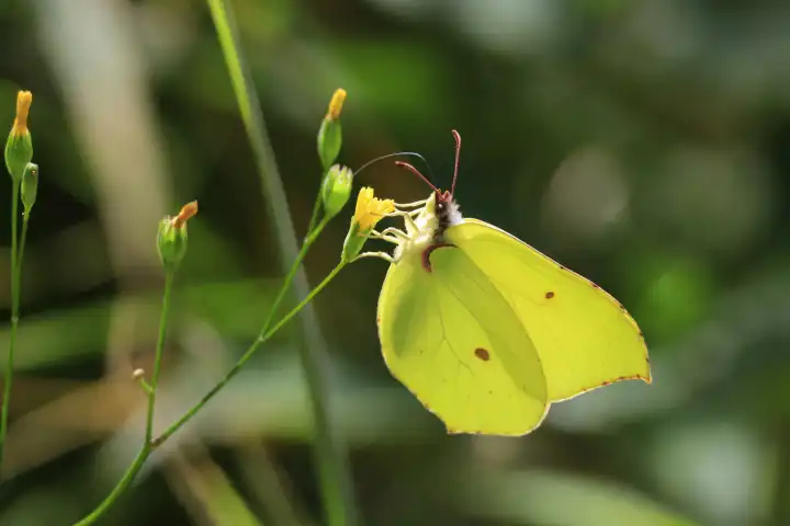 Beautiful lemon butterfly