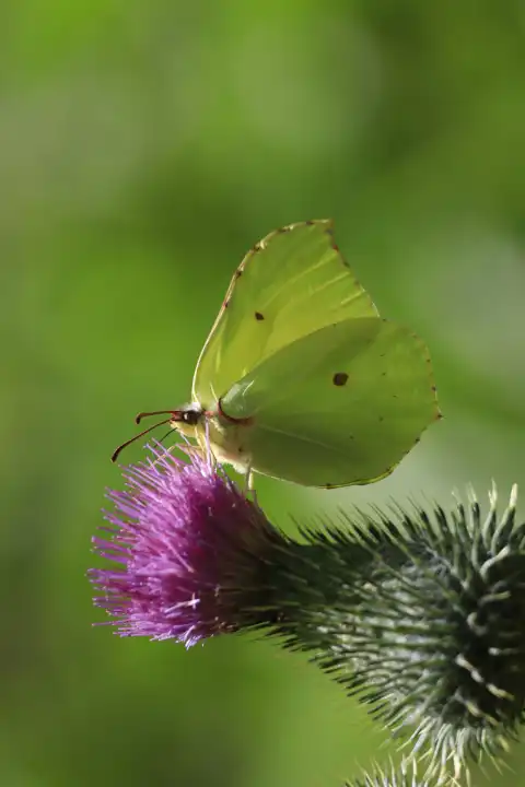 Beautiful lemon butterfly