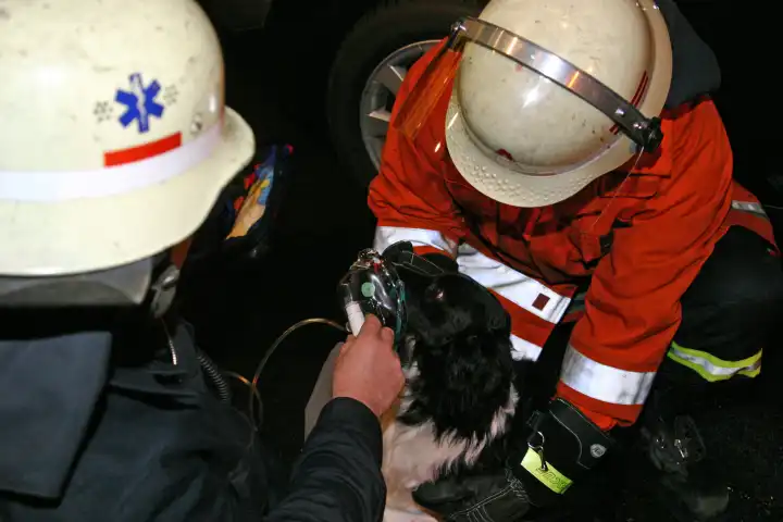 Technisches Hilfswerk bei der Rettung eines Hundes