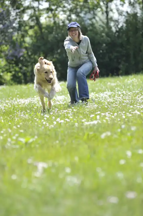 Hundespiel und Training mit einem Hovawart