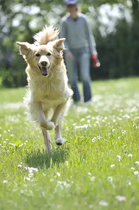 Hundespiel und Training mit einem Hovawart