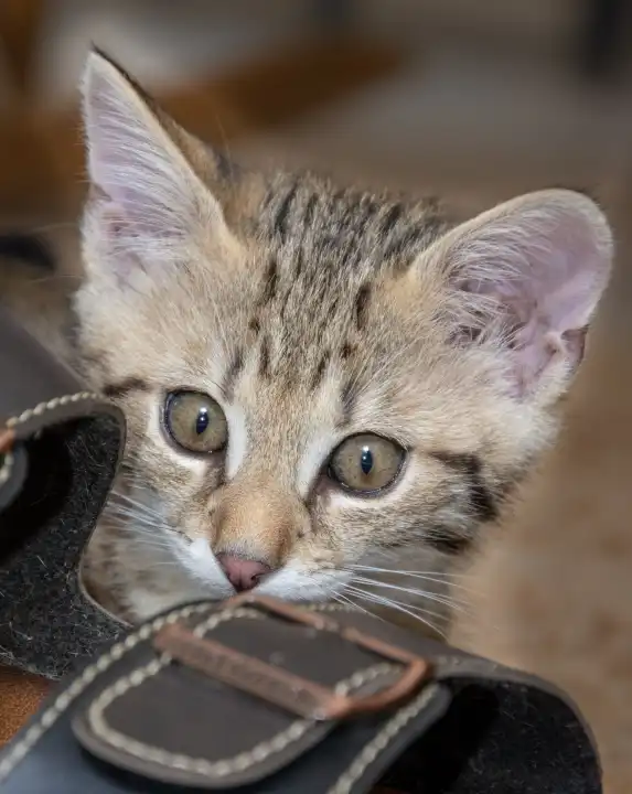 Young cat plays with a slipper