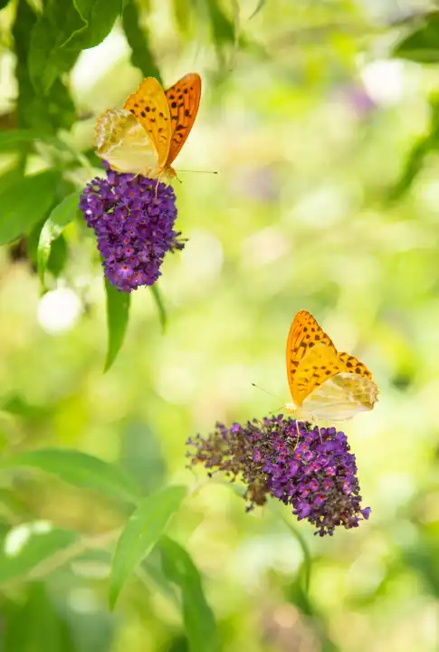 Butterflies in the butterfly bush