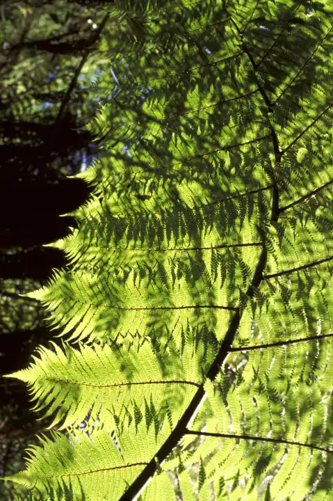Neuseeland, Südinsel, Kahurangi National Park, Heaphy Track. Farn, Mamuku Black tree Farn Dicksonia Spezies