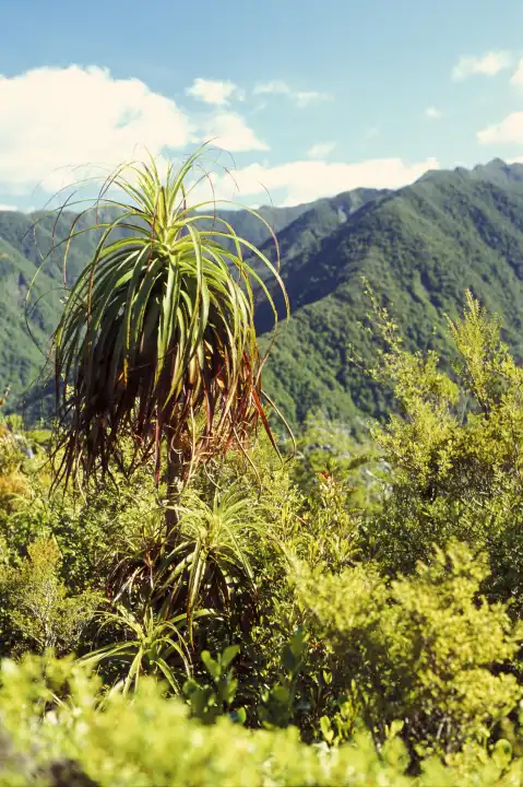 Neuseeland, Südinsel, Kahurangi National Park, Heaphy Track. Mountain Cabbage Tree