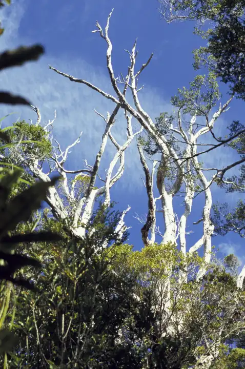 Neuseeland, Südinsel, Kahurangi National Park, Heaphy Track. Abgestorbene Bäume