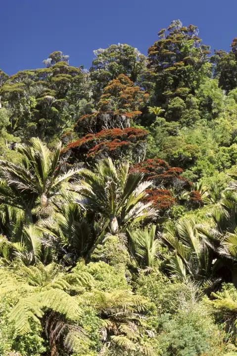 Neuseeland, Südinsel, Kahurangi National Park, Heaphy Track, nahe der Lewis Hut, Southern Rata Trees und Nikau Palmen