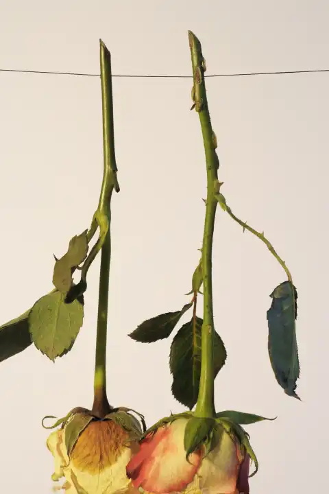 Withering Roses hanging from a Yarn