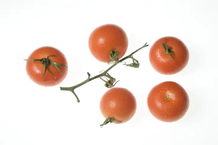 vine tomatoes against white