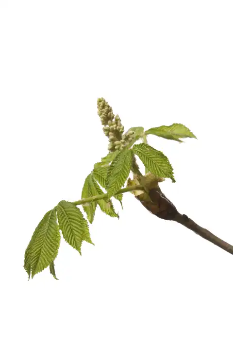 horse chestnut twig with young leaves and blossom against white