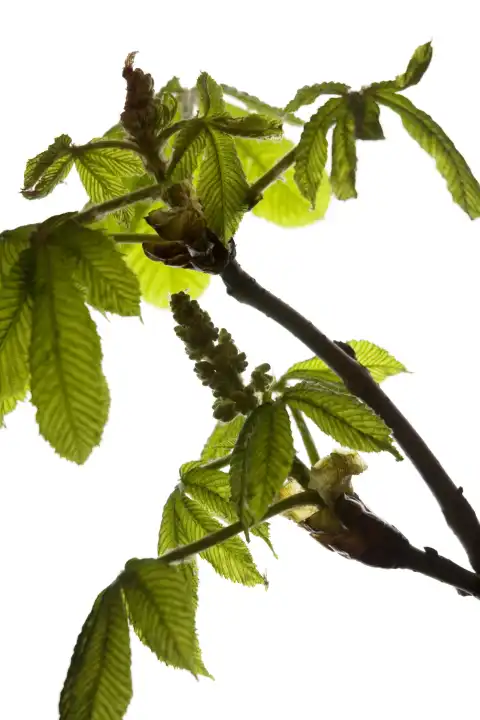 horse chestnut twig with young leaves and blossoms against white