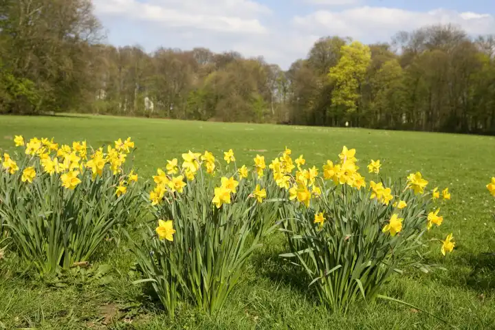 yellow daffodils in a park