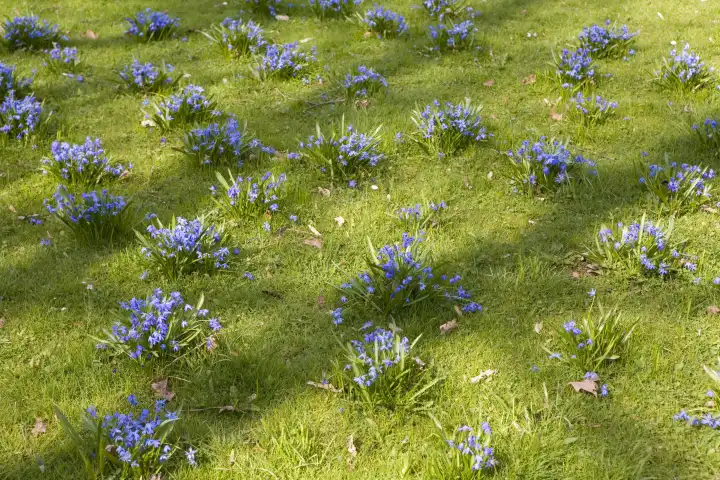 siberian squill on a meadow