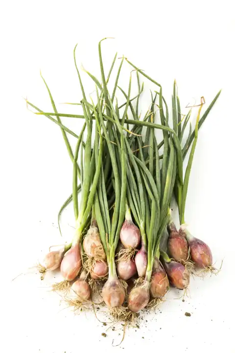 bundle red onion on white background, topview