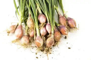 bundle red onion on white background, topview