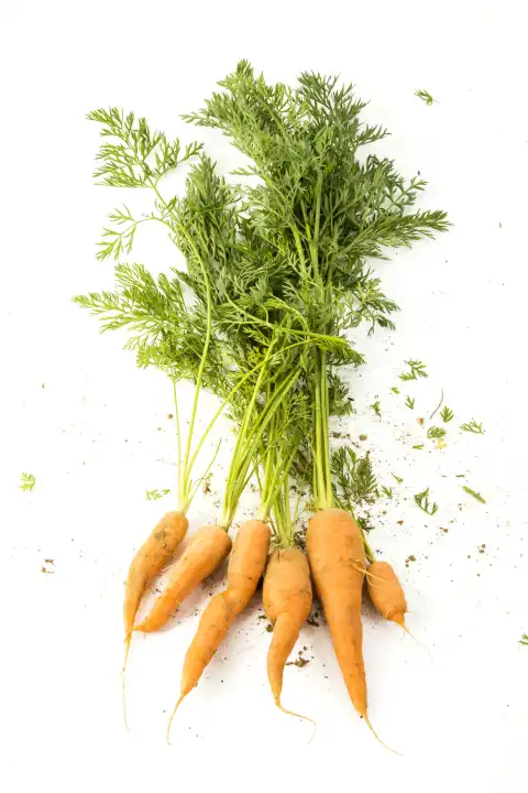 bunch fresh carrots on white background, topview