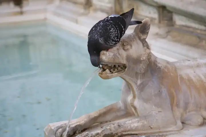 Taube trinkt Wasser aus Brunnen