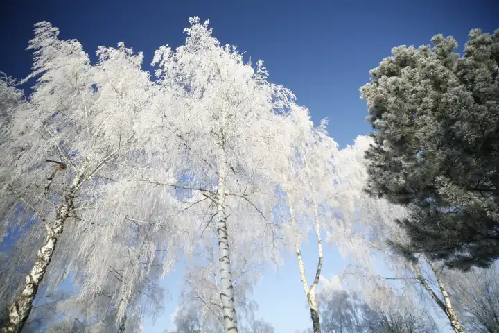 Frost on Birch Trees