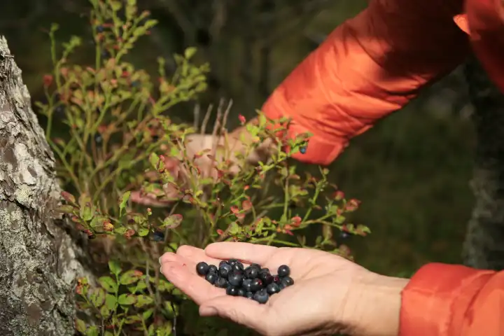 Woman Collecting Blueberrys