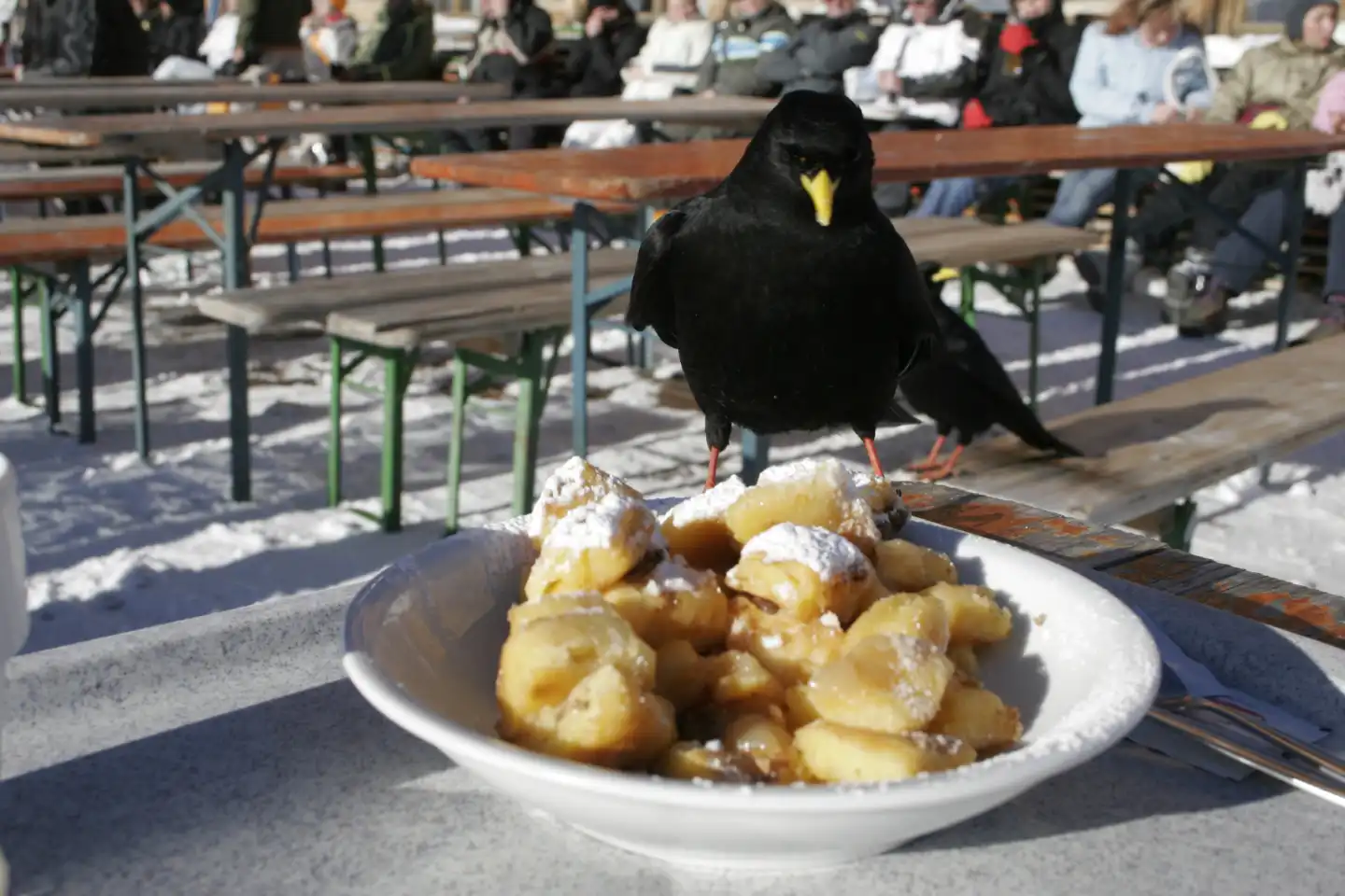 Black Bird eating Cut-up and sugared Pancake with Raisins