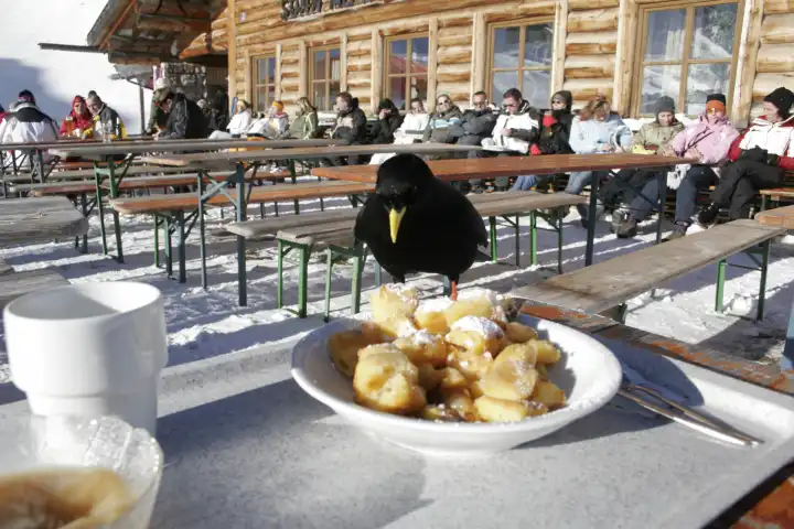 Bird eating Cut-up and sugared Pancake with Raisins in front of Cottage