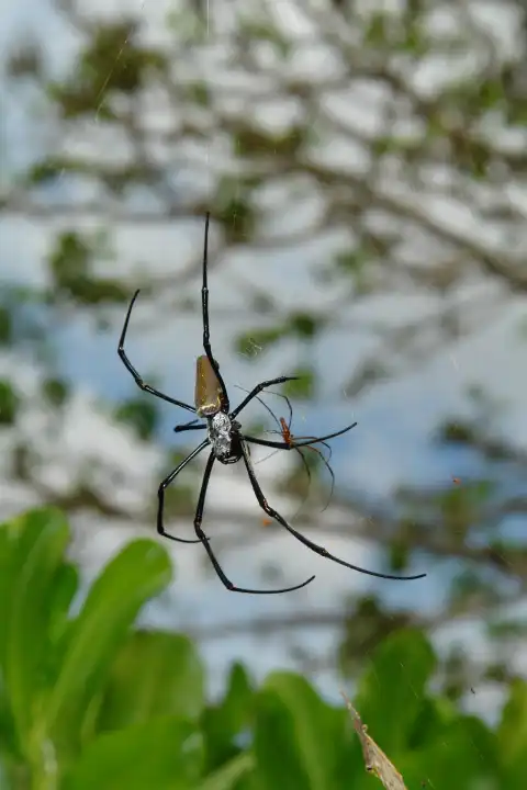 GroÃŸe Spinne, kleine Spinne im Netz