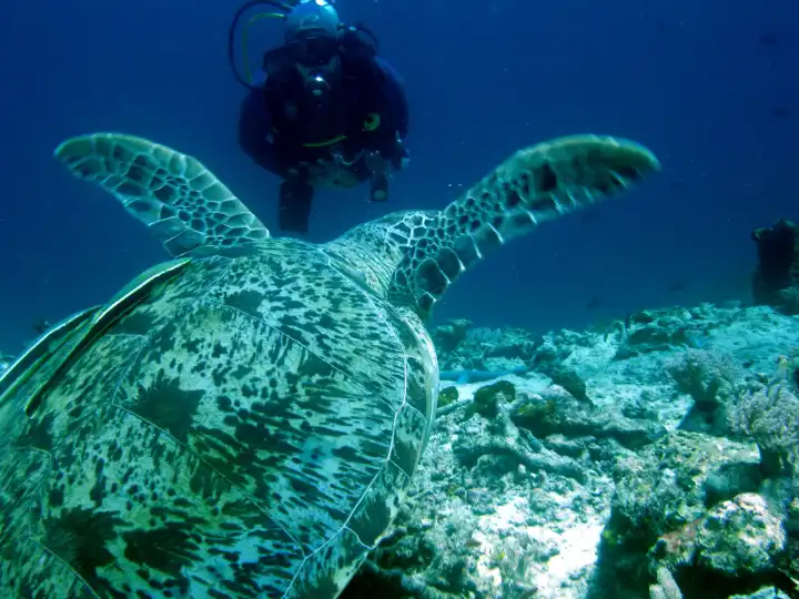 Taucher und Unterwasserschildkröte