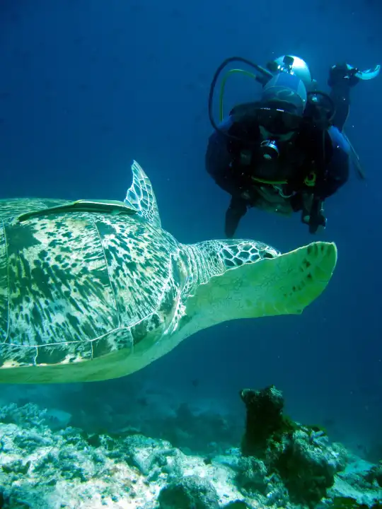 Taucher und Unterwasserschildkröte