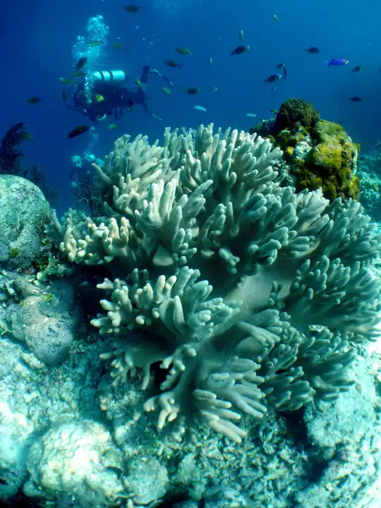 Korallen und Riff