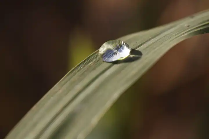 Wassertropfen auf einem Blatt