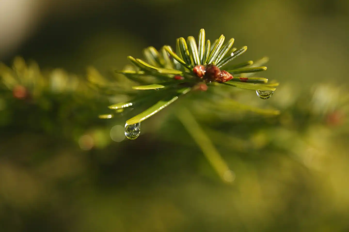 Raindrops on a conifer branch