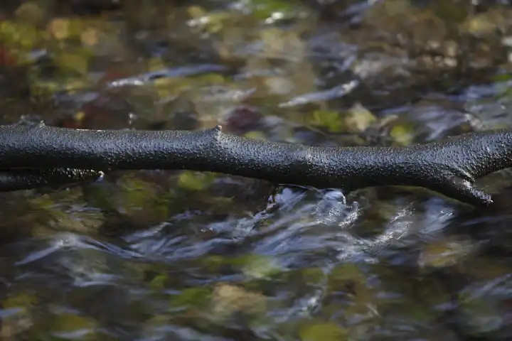 Branch in the water
