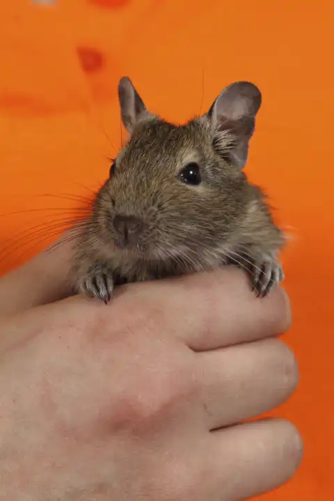 gerbil in the hand