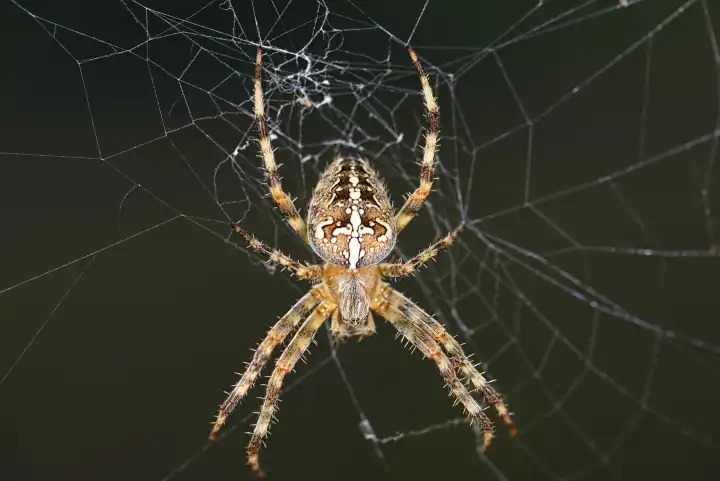 Garden spider, Araneus diadematus